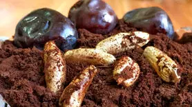 قهوه خرما تنها قهوه بدون کافئین / پودر قهوه خانگی با هسته خرما
