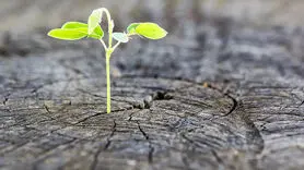 4 راه افزایش امید / این یافته موثر روانشناسی را عملی کنید