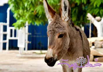 آیا حیوانات دچار اختلال استرس پس از سانحه می‌شوند؟ / شواهد تکان‌دهنده از الاغ‌ های کارگر