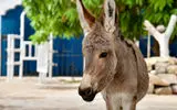 آیا حیوانات دچار اختلال استرس پس از سانحه می‌شوند؟ / شواهد تکان‌دهنده از الاغ‌ های کارگر