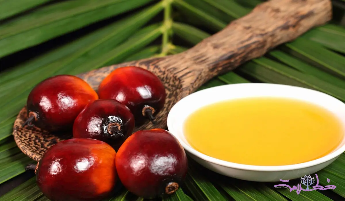روغن هسته خرما چه فوایدی دارد؟ + مضرات و موارد منع مصرف این روغن