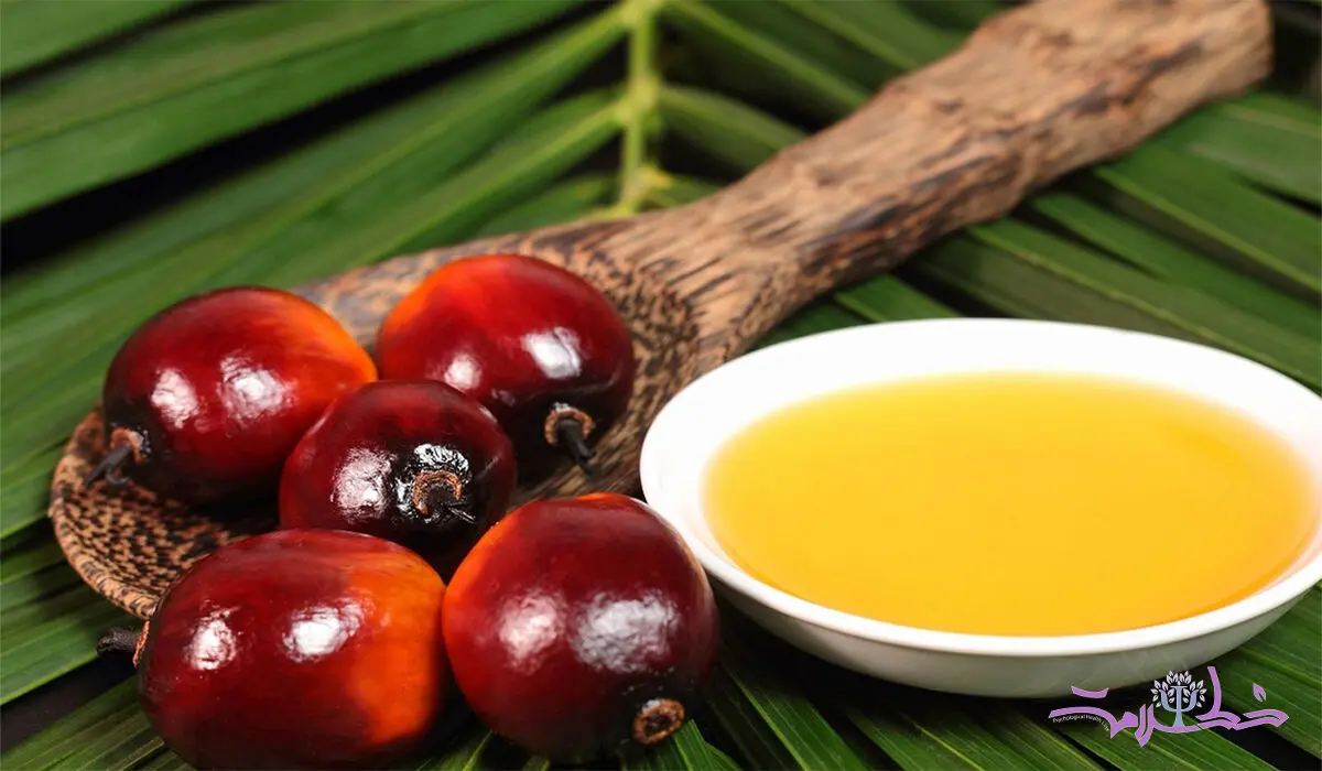 روغن هسته خرما چه فوایدی دارد؟ + مضرات و موارد منع مصرف این روغن