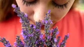 فواید بی نظیر بو کردن گل اسطوخودوس