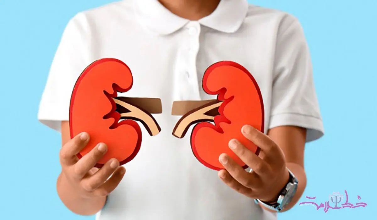 ۱۳ غذای فوق العاده برای تقویت کلیه ها و بهبود عملکرد آن ها