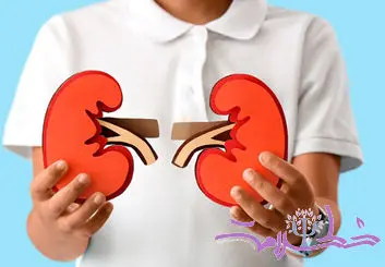 ۱۳ غذای فوق العاده برای تقویت کلیه ها و بهبود عملکرد آن ها