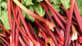 ریواس چه خواصی برای سلامتی دارد؟+ تهیه چای ریواس