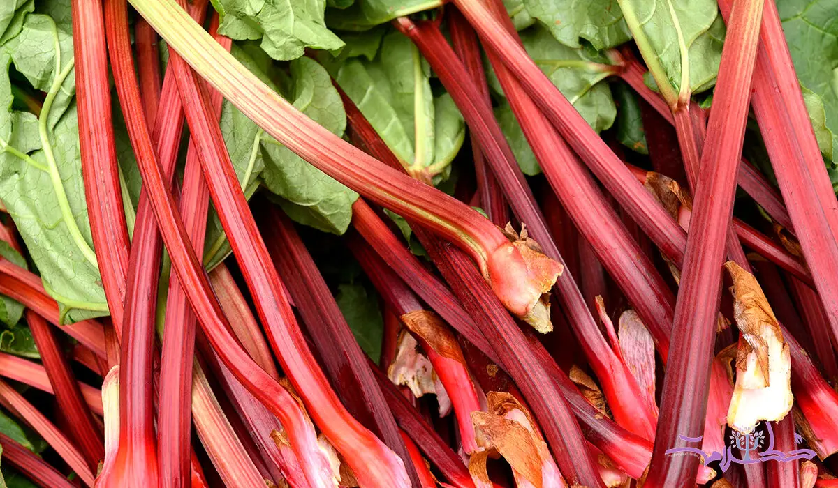 ریواس چه خواصی برای سلامتی دارد؟+ تهیه چای ریواس