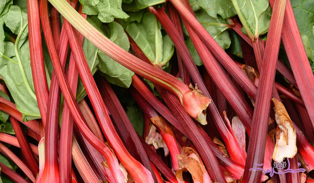ریواس چه خواصی برای سلامتی دارد؟+ تهیه چای ریواس