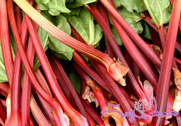 ریواس چه خواصی برای سلامتی دارد؟+ تهیه چای ریواس