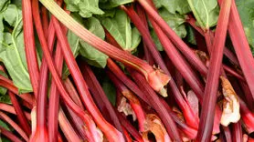 ریواس چه خواصی برای سلامتی دارد؟+ تهیه چای ریواس