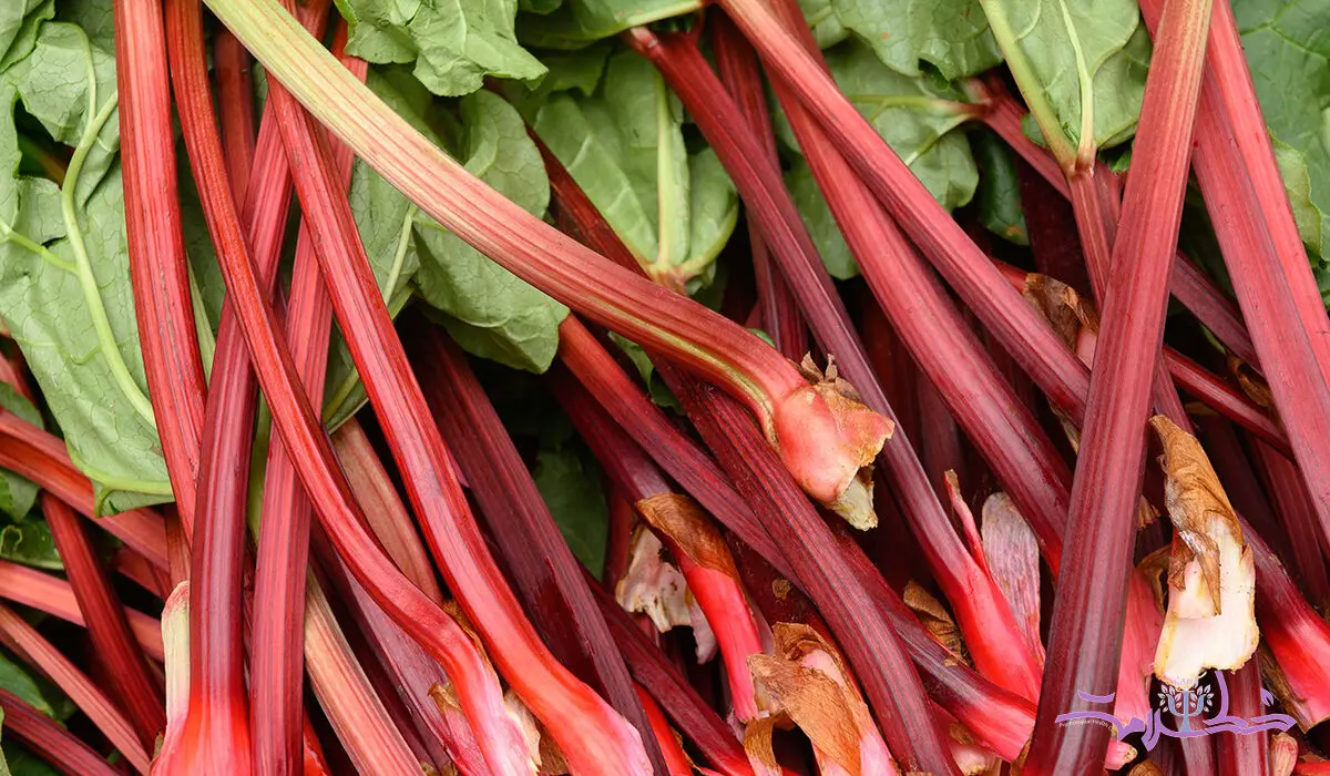 ریواس چه خواصی برای سلامتی دارد؟+ تهیه چای ریواس