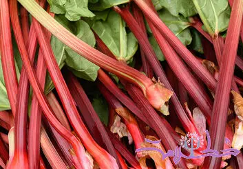 ریواس چه خواصی برای سلامتی دارد؟+ تهیه چای ریواس
