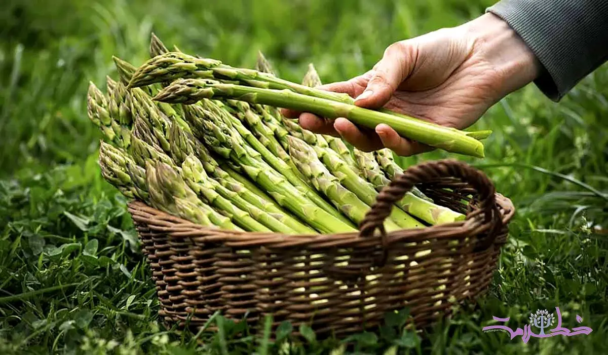 خواص شگفت‌انگیز مارچوبه: سبزی‌ای برای سلامت جسم و ذهن