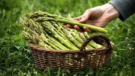 خواص شگفت‌انگیز مارچوبه: سبزی‌ای برای سلامت جسم و ذهن