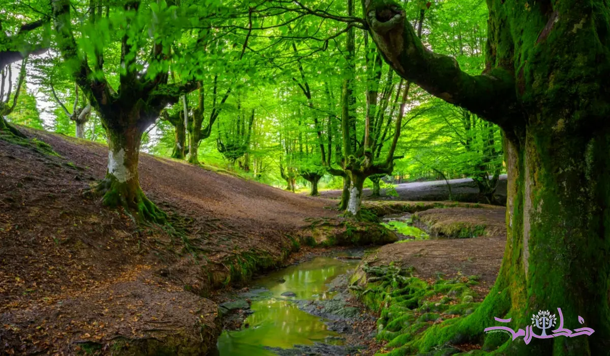 فیلم/ مسافران نوروزی این نماهنگ را حتما ببینید + جنگل را زیبا می بینید