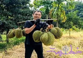 پادشاه میوه‌ها و راز تأثیرش بر مغز و خلق‌وخو + ویدئو