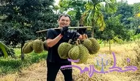 پادشاه میوه‌ها و راز تأثیرش بر مغز و خلق‌وخو + ویدئو
