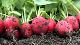 تربچه را با کدام وعده غذایی باید خورد ؟
