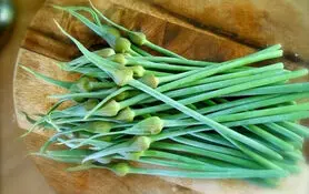 یک داروخانه در یک برگ سبز