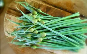 یک داروخانه در یک برگ سبز