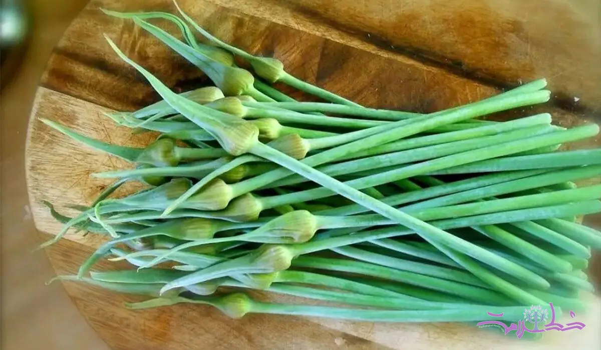 یک داروخانه در یک برگ سبز