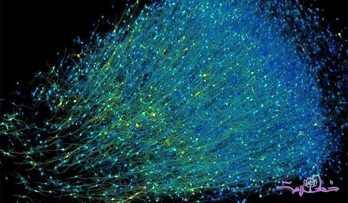 اولین نقشه‌ شگفت انگیز سه‌ بعدی از یک میلی‌متر مکعب مغز انسان +دستاورد بی‌سابقه گوگل و هاروارد  