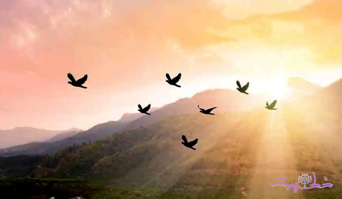 تعبیر خواب / پرواز پرندگان در آسمان چه تعبیری دارد؟
