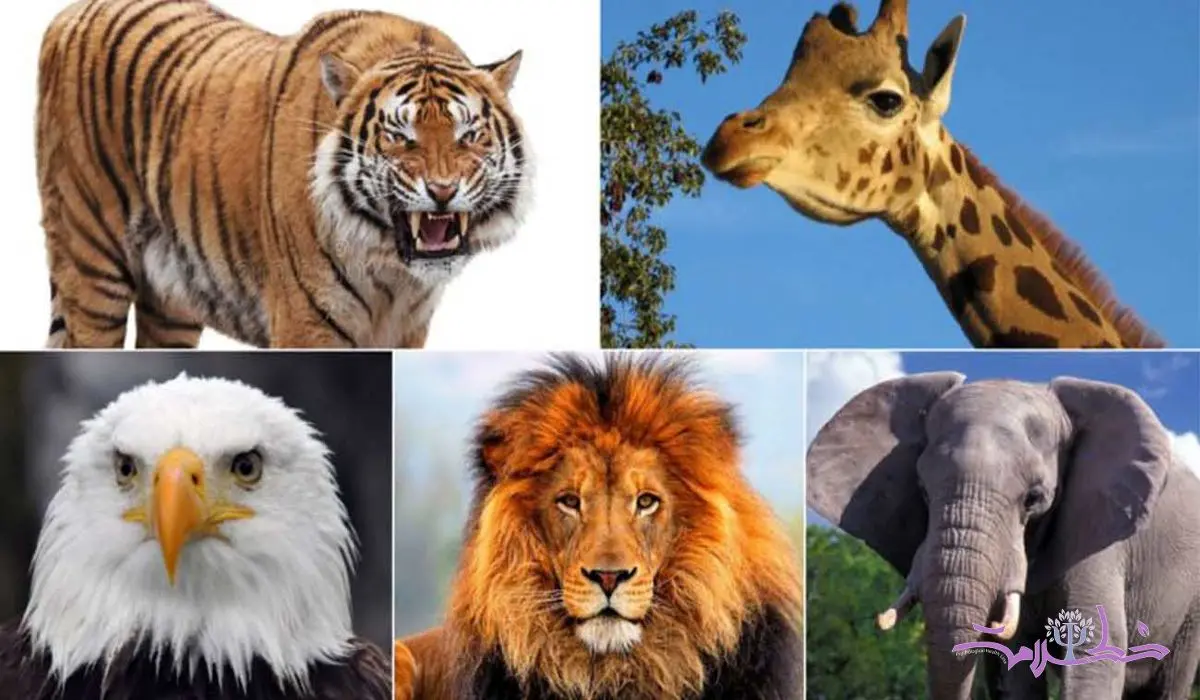 تست شخصیت / کدام حیوان را بیشتر دوست دارید؟ +شناسایی ویژگی های شخصیت با حیوان مورد علاقه