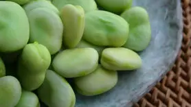 تاثیر باقلا بر چین و چروک پوست