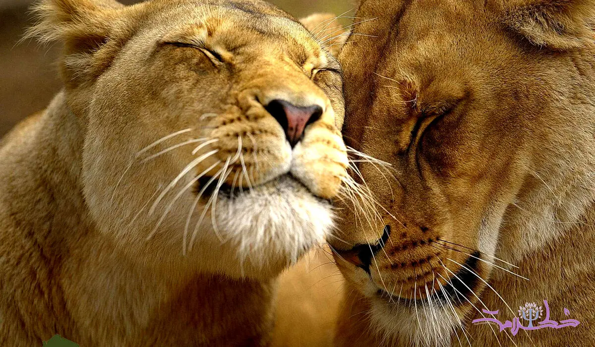 آیا حیوانات هم عاشق می‌شوند؟ رازهای دنیای احساسات حیوانات فاش شد!