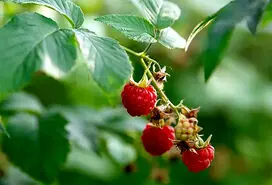 چای برگ تمشک برای آرامش اعصاب