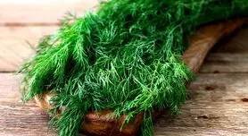 روش طب سنتی چین برای درمان باد فتق با شوید + خواص شوید 