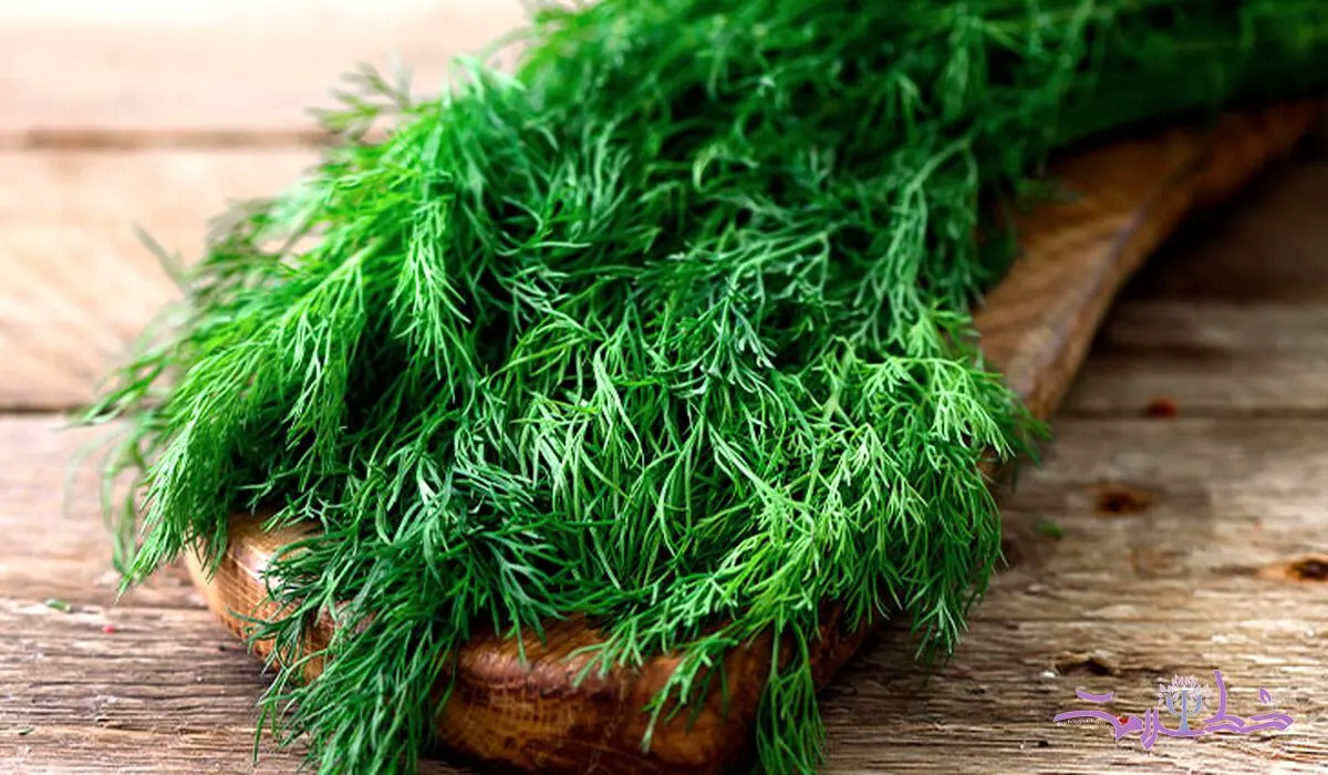 روش طب سنتی چین برای درمان باد فتق با شوید + خواص شوید 