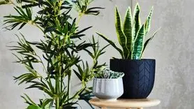 گیاهان آپارتمانی را با این دو ترفند با طراوت کنید