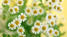 بابونه برای همه انواع پوست مفید است