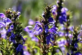 دمنوش گیاهی خوش عطر برای بهبود افسردگی‌ و تقویت حافظه 