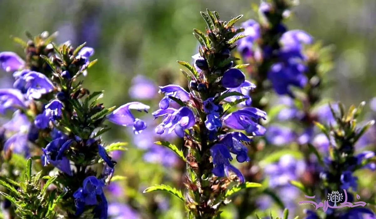 دمنوش گیاهی خوش عطر برای بهبود افسردگی‌ و تقویت حافظه 