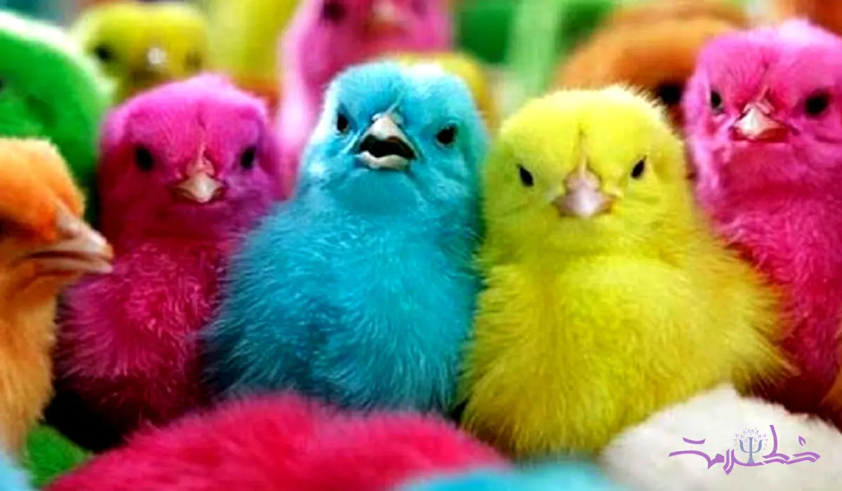 معنای روانشناختی مهربانی با حیوانات + فیلم نجات جوجه رنگی 