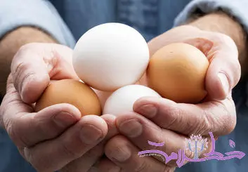 هر هفته چند تخم مرغ می توان خورد؟