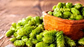 گیاه رازک چه طبعی دارد؟ 