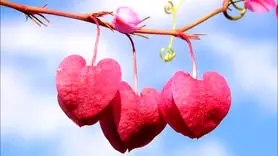 8 راه برای تشخیص اینکه مردی شما را دوست دارد یا خیر