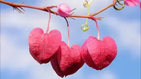 8 راه برای تشخیص اینکه مردی شما را دوست دارد یا خیر