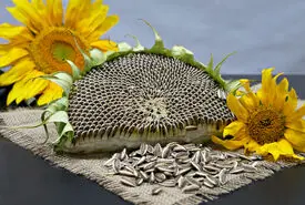 این خوراکی‌ ها شما را جوان و زیبا می کند