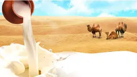شیر شتر را به این دلایل حتما باید بخورید + دستورالعمل های جذاب