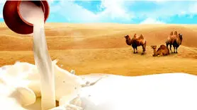 شیر شتر را به این دلایل حتما باید بخورید + دستورالعمل های جذاب