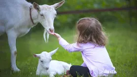 تشخیص عجیب بزها برای شادی و عصبانی بودن انسان ها
