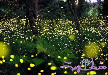 نماهنگ کرم شب تاب را قبل از خواب ببینید