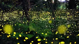 نماهنگ کرم شب تاب را قبل از خواب ببینید