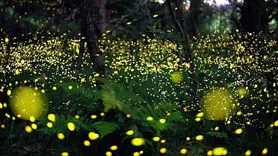 نماهنگ کرم شب تاب را قبل از خواب ببینید