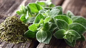 تاثیر فوق العاده این گیاه بر خستگی، دیابت و سیستم ایمنی و قلب 
